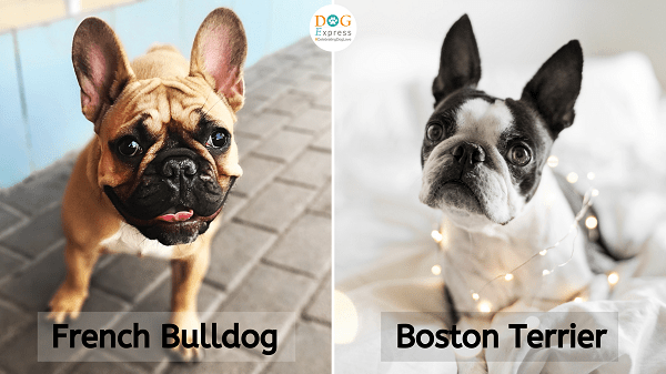 Difference between French Bulldog & Boston Terrier