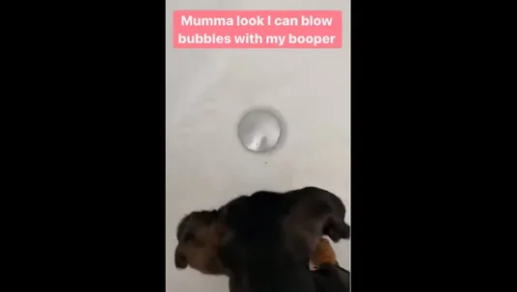 Dog Blows Bubbles in the Bath With its Nose