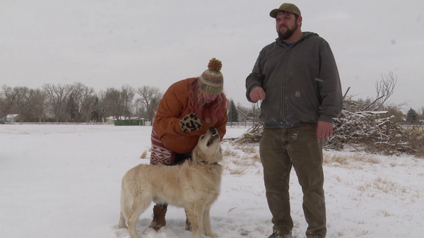 Dog Rescued From An Icy River In Fort Benton, Montana, US