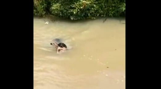 Dog Saves Deer by Paddling through the Muddy Water