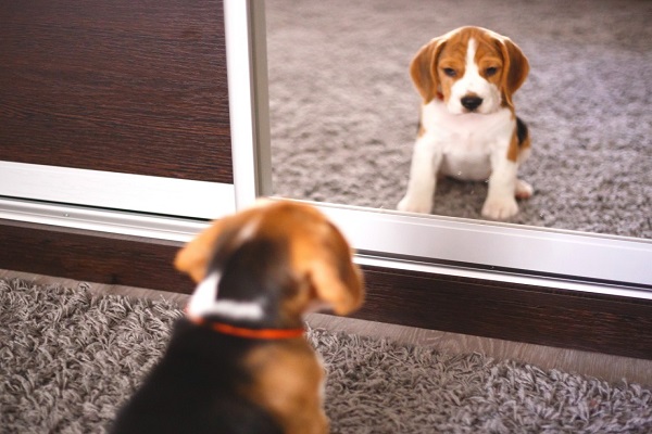 Dog Scared of Glass Doors Gets Confused Viral Video