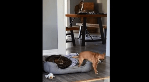 Dog Tries to Sit on a Bed Already Occupied by a Cat