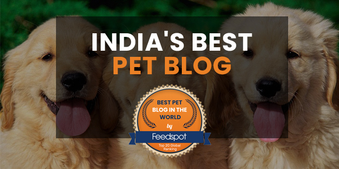 DogExpress Ranks 2nd In India’s Top Pet Blogs List by Feedspot