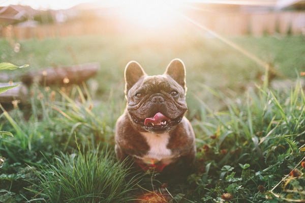 Dognappers Target French Bulldog Breed in the US
