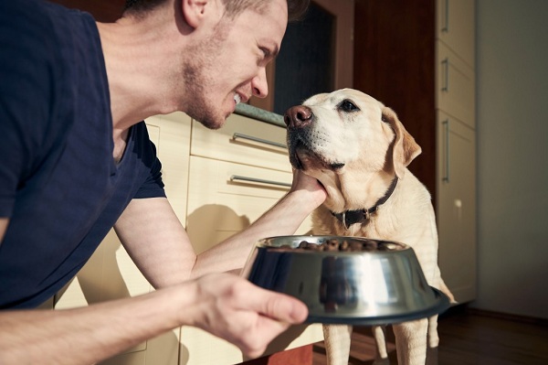 What To Feed A Dog With Cancer – Dog Cancer Diet
