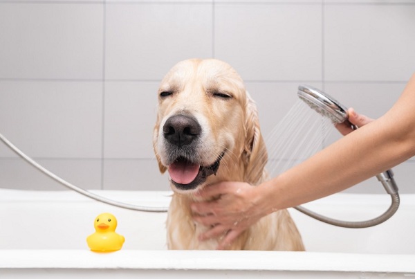 Following are the supplies that you need to have a successful and great dog bath