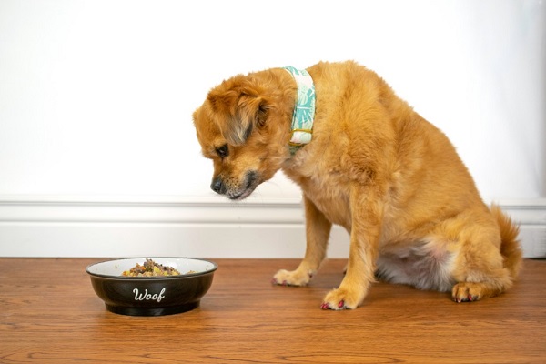 Freeze-dried dog food Pros and Cons