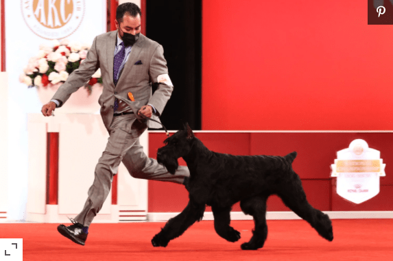Giant Schnauzer Wins Best in the Show at AKC’s National Championship