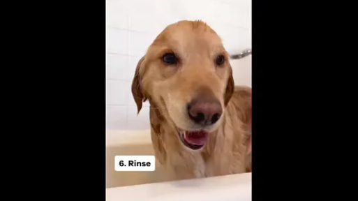 Golden Retriever Shows How to Give your Dog a Good Bath