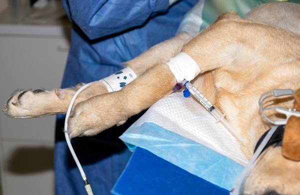 Home remedies to help your dog following surgery