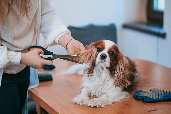 How To Groom Your Dog At Home Like A Pro?