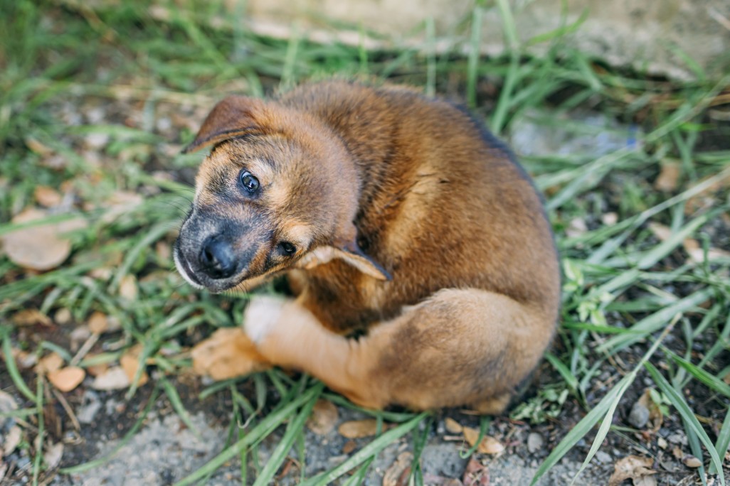 How To Manage Ear Mites Naturally In Dogs