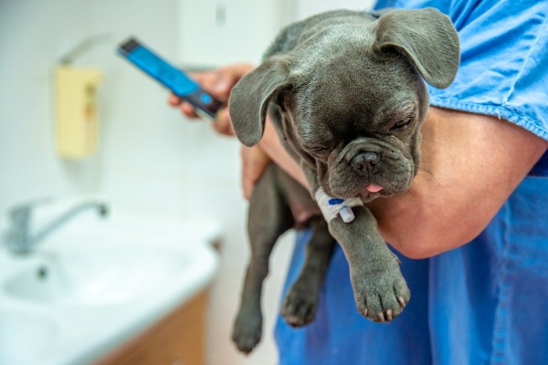 How to Find a Vet 10 Key Questions You Should Ask