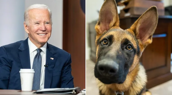 Joe Biden Shares an Adorable Photo of His Pet Dog