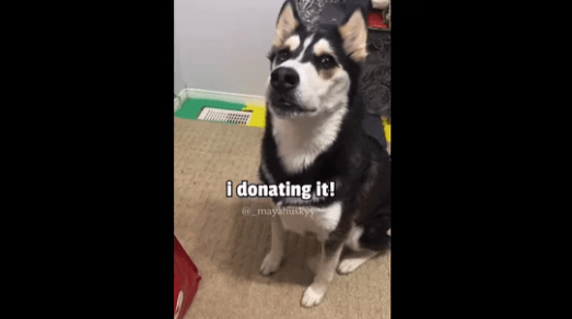 Maya the Husky, an Instagram-famous doggo, donates her toys to dogs who need it more than her