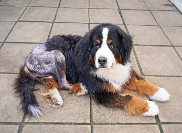 Best Ways To Recover Your Dog From Knee Injury
