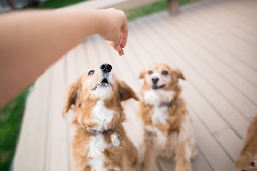 Rewarding your puppy with treats