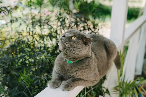 The 10 Most Popular Cat Breeds in the World