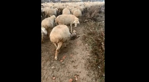 The image, taken from the viral Reddit video, shows the tiny dog with the sheep