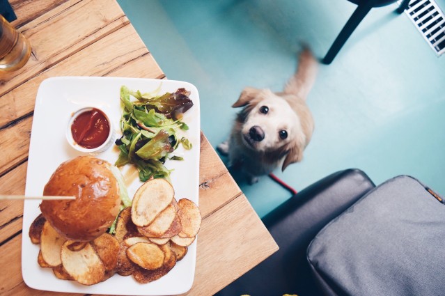Train Your Dog To Be A Food Lover And Not Become Food Aggressive