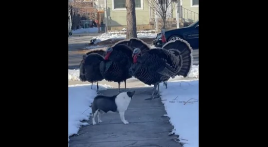 Watch How a Dog Protects the Home from Turkeys