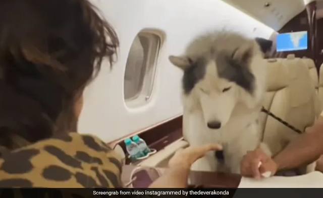 Watch the Reaction of Vijay Deverkonda’s Pet on its First Plane Ride