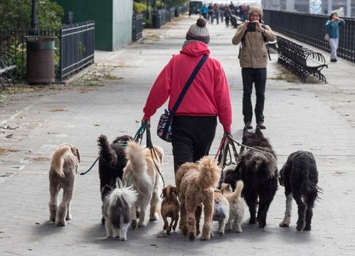 Would they be walking your dog alone or with other dogs
