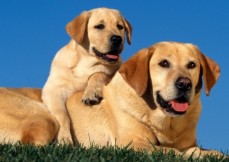 golden-labrador-retriever-dogs