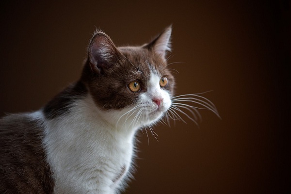 7 of the Best Cat Breeds for Apartment Living