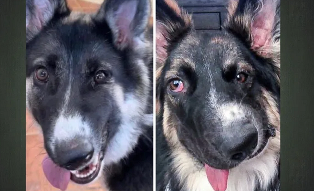 A Wonky Dog In Alberta Is All Ready To Be United With Its Doppelganger