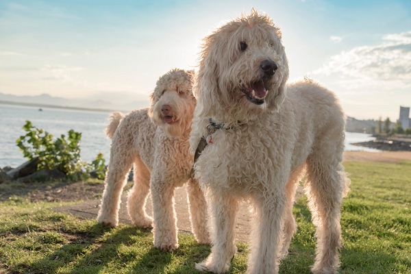 AKC Goldendoodles Fact or Fiction