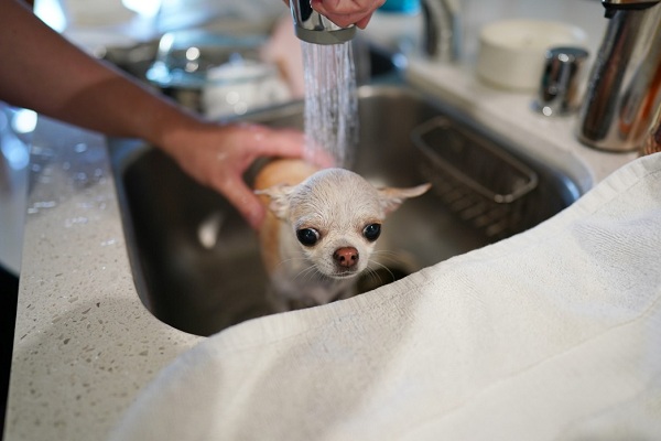 Adorable Video Of A Dog Taking A Shower In A Sink