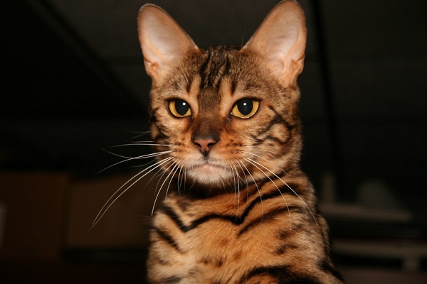 Bengal Cat Breed Facts, Temperament and Care Info