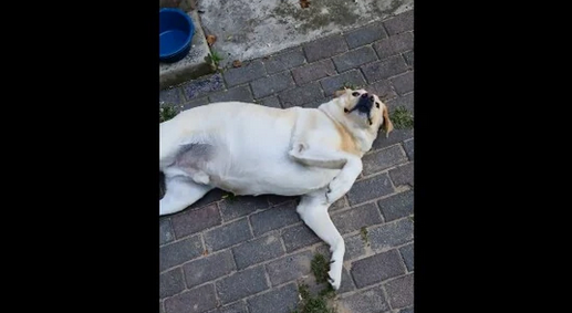 Cute Pup Always Asks for Belly Rubs