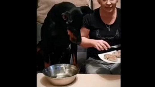 Dog Brings its Bowl as it Sees Human Eating