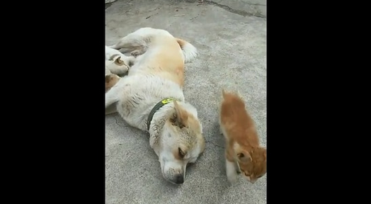 Dog Feeds Kitten Along With Her Puppies