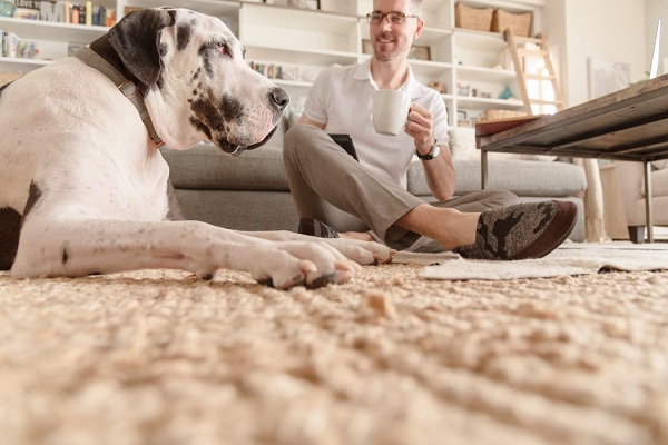 Dog Pee Smell on the Carpet How to Get Rid of It for Good