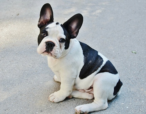 French Bulldogs need special health care 
