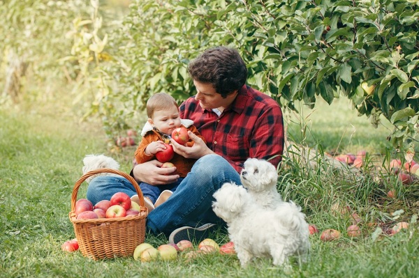 Trái cây và rau mà con chó của bạn có thể ăn