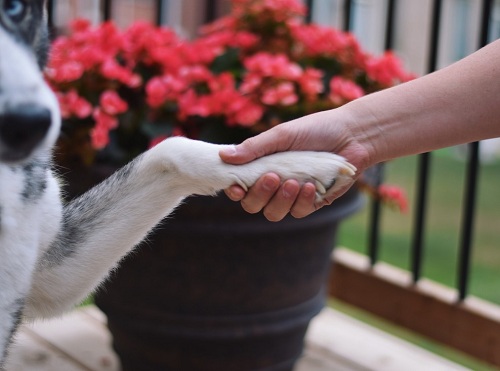 Giving paw or shaking hands