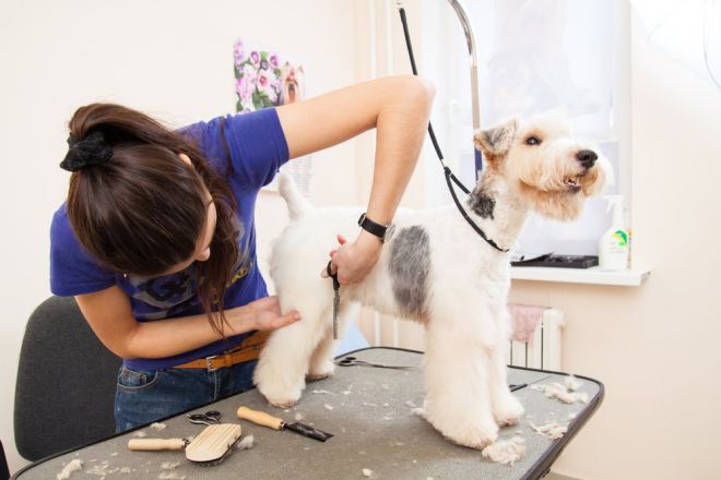 Grooming Tips for Your Pet 1