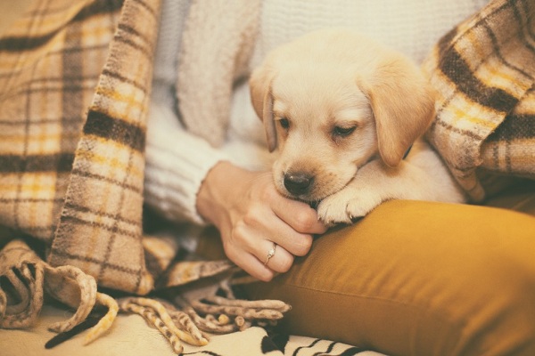 Here are seven ways to keep your Labrador happy and healthy