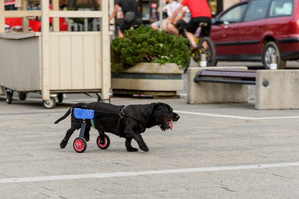 How to Care for Your Paralyzed Dog?