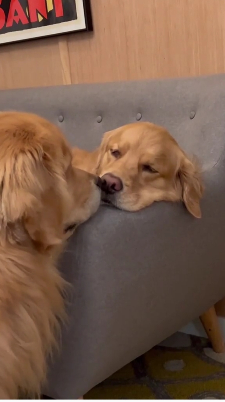 A Dog Giving Nose Boop To His Sister