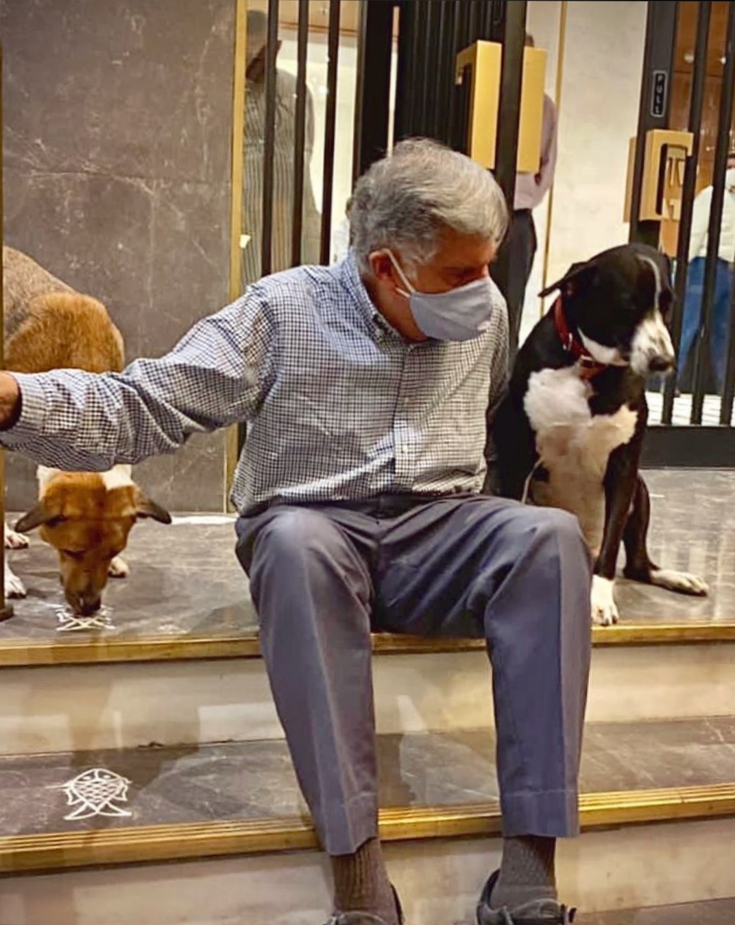 Goa, The Dog Who Attends Ratan Tata's Meetings