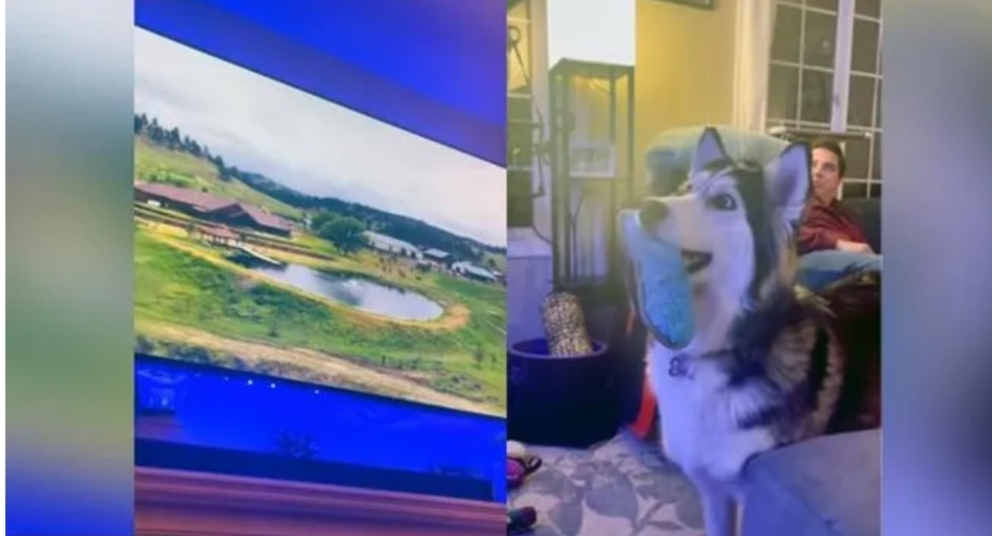 Dog’s Reaction While Watching a TV Commercial