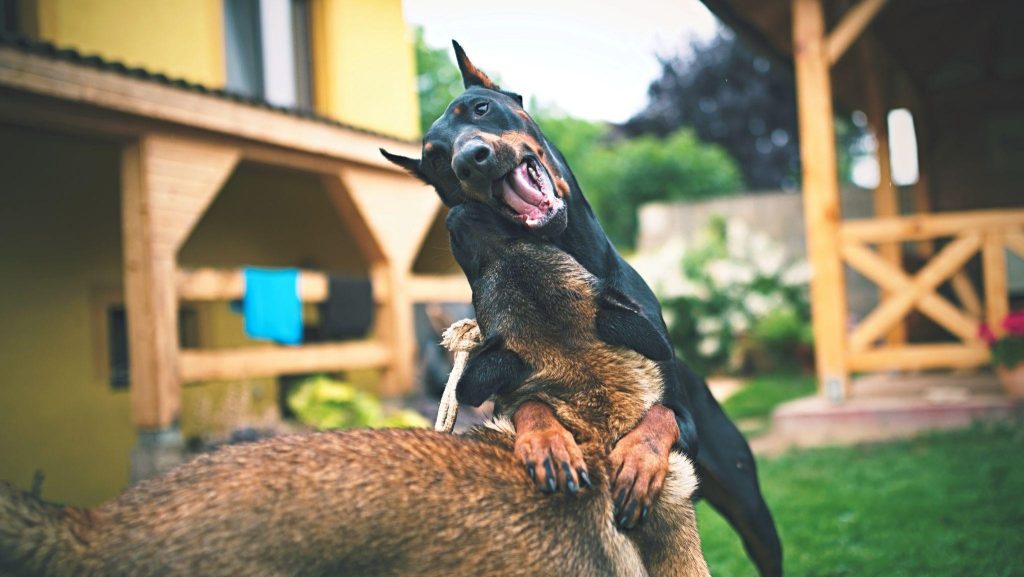 If You Own a Pet, Learn These Things About Emergency Vet Care