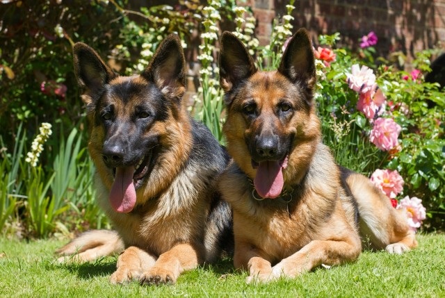 Looking For Police Dogs – Get German Shepherd, They Are The Best