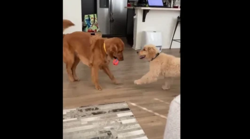Older Dog Tries to Teach New Pup How to Play