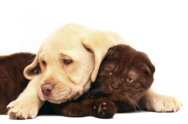 Raising A Kitten And A Puppy Together – 7 Tips To Form A Friendship